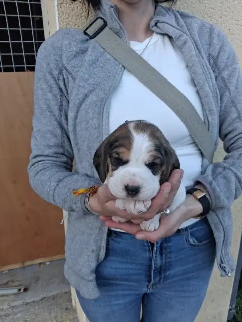 Beagle  Chiot N°4 Des Meneurs D'Ariege