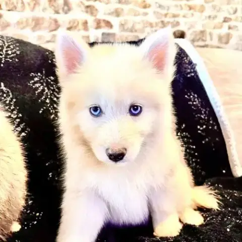 À Vendre Pomsky F5