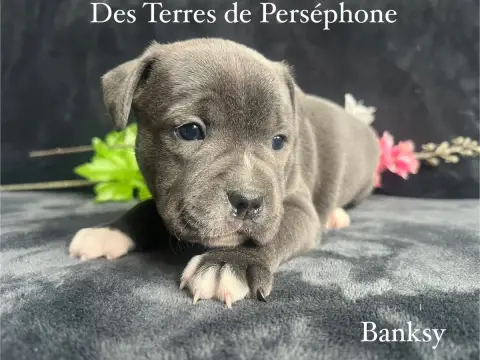 Staffordshire Bull Terrier  Banksy Des Terres De Pers 6e737 photo 3