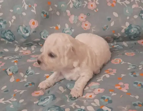 Bichon Frise  Chiot N°2 Von Bereich Sandalvi