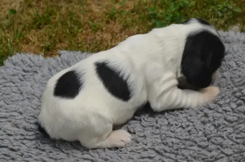Cocker Spaniel Anglais  Chiot N°2 Bleu Rouan De La Fo 6ded8 photo 3