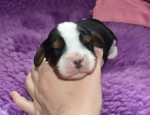Cavalier King Charles Spaniel  Disponible Chez Topaze a48b1