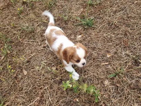 Cavalier King Charles Spaniel  B... Du Petit Brilloua 8a901 photo 2