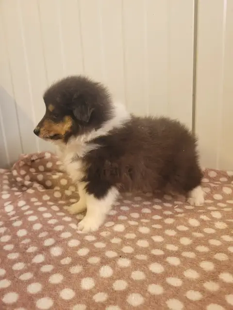 Shetland Sheepdog  Chiot N°2 Des Terres De Bourguenai f50ac photo 3