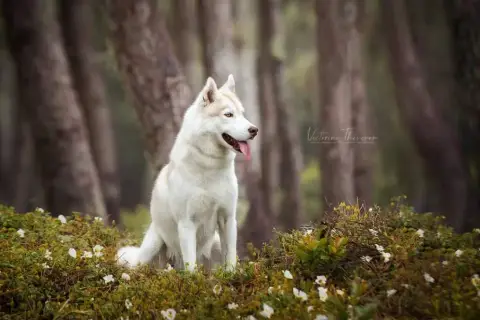 Siberian Husky  Beaujack Inner Spirit Legend photo 3