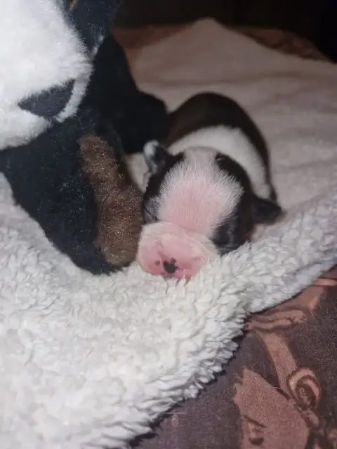 Boston Terrier  Bailey La Patouille Des Forges