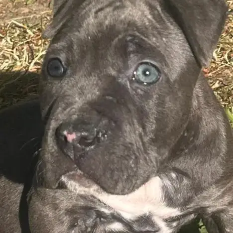 American Staffordshire Bull Terrier