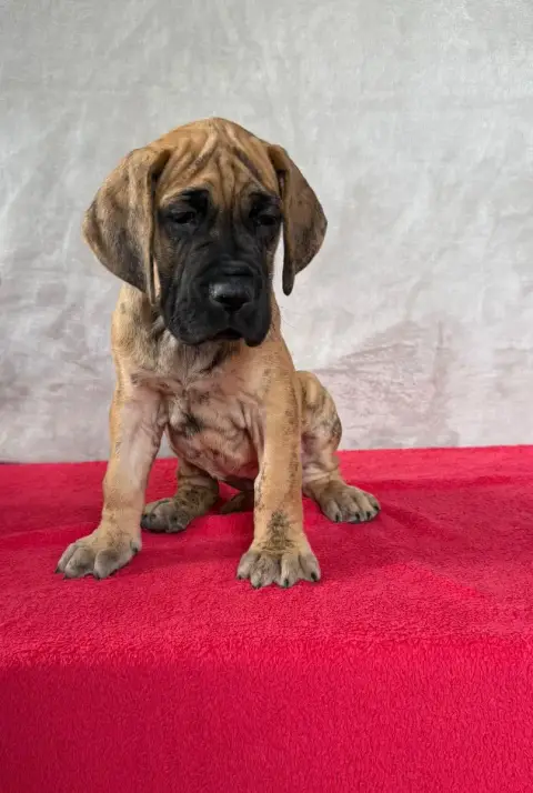 Dogue Allemand  Bogota Du Torrent Royal