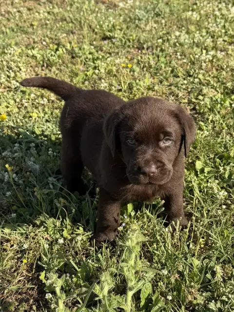 Labrador Retriever  Chiot N°1 Du Clos Du Barrian