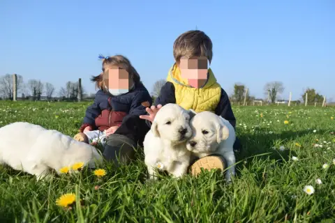 Golden Retriever  Bébé 1 Des Pimouchouck'S