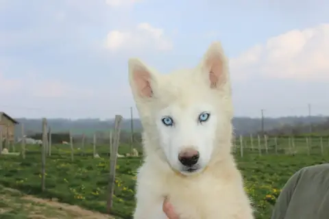 Siberian Husky  Alpha Du Mont Beloukha