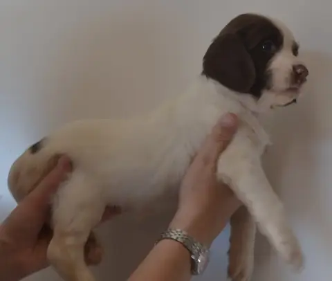 English Springer Spaniel 
                        Chi 470eb photo 2