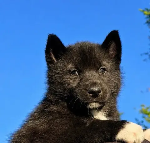 Siberian Husky  Betty Of Masadora