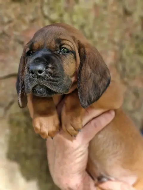 Chien De Rouge De Hanovre  Chiot N°5 De La Dent Rouge b3789