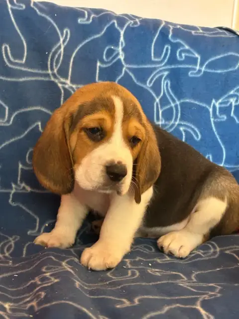 Beagle  Bolide Du Hameau De Roxane photo 2