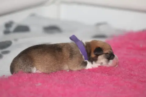 Welsh Corgi Pembroke  Born To Shine Bhavani photo 3
