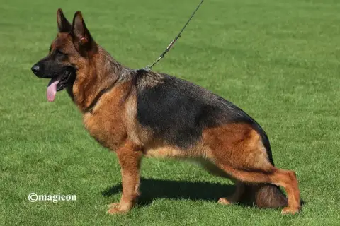 Berger Allemand  Bernie Des Légendes Du Castel photo 3