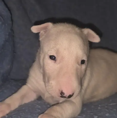 Bull Terrier  Chiot 2 By The Wall photo 2
