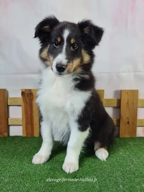 Shetland Sheepdog  Balto Du Mont De La Chenaie photo 2