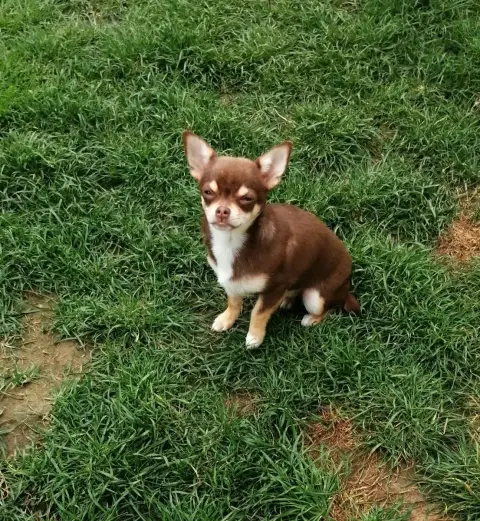 Chihuahua  Alora Du Moulin Des Petits Gringos photo 2