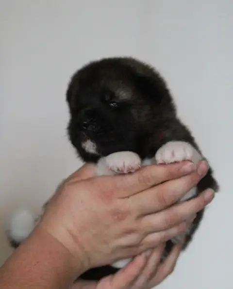 Akita Americain  Chiot N°2 Collier Rouge Des Gardiens 7a1fc