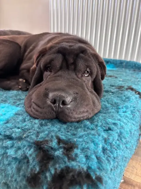 Shar Pei  Arlo Du Silver Crystal photo 2