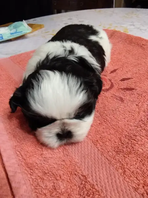 Shih Tzu  Brindille Du Jardin Des Perles De Cixi photo 2