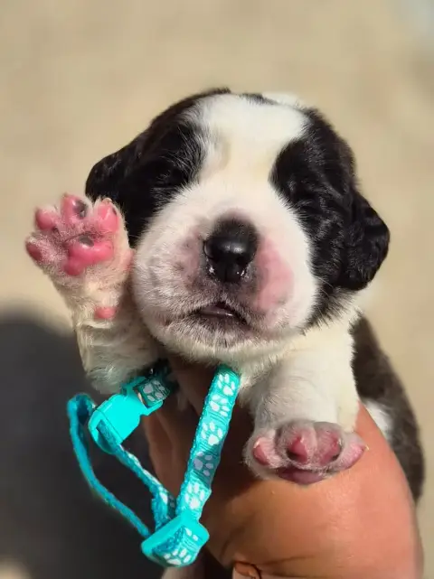 Chien Du Saint-