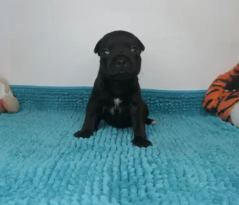 Staffordshire Bull Terrier  Blast Wave De Contagious  49f8e