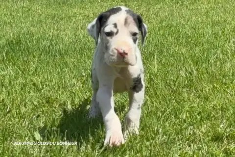 Dogue Allemand  Beauty Du Clos Du Bonheur photo 2