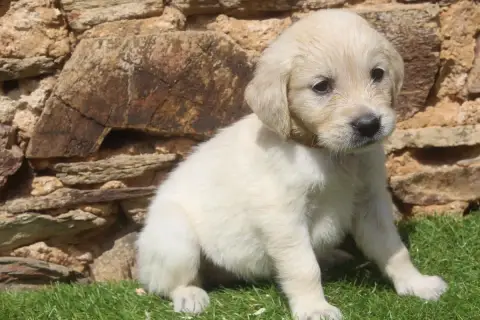 Golden Retriever  Femelle Of Caniland'S Dream