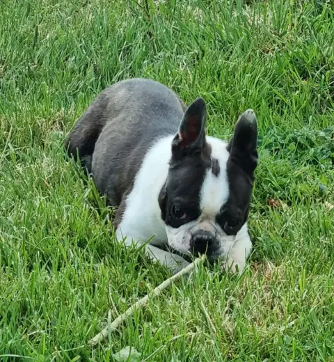 Boston Terrier  Abigael Du Logis De Beaumanoir