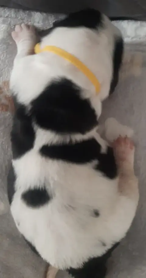 Basset Hound  Collier Jaune Du Domaine Du Bois Dore b7cc4