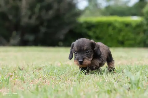 Teckel Poil Dur  Chiot N°1 Du Mas De Canteperdrix