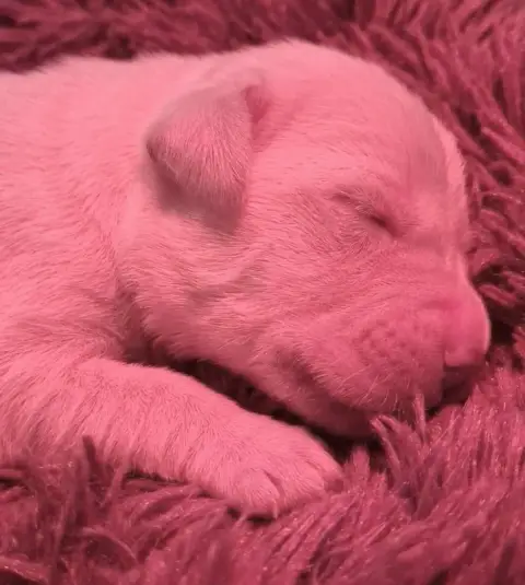 Golden Retriever  Chiot N°8 De La Source Du Riet Veld 97dca