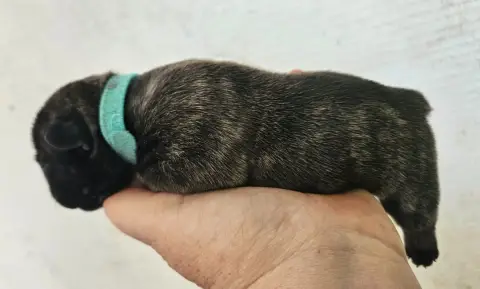 Bouledogue Français  Collier Bleu De L' Alzine De Sai a6ac7