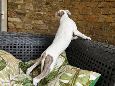 Whippet 
                        Blanche Du Frison Im 6a94f photo 3