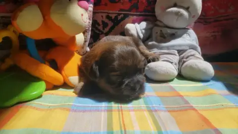 Lhassa Apso  Moyenne photo 3