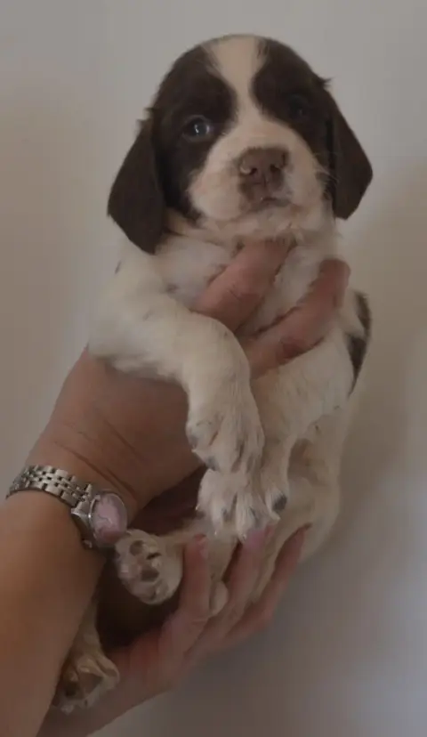 English Springer Spaniel 
                        Chi 7f7a2