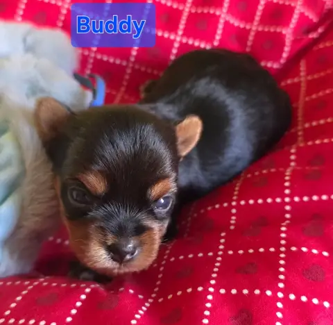 Yorkshire Terrier  Buddy Du Paradis De L'Isle photo 2
