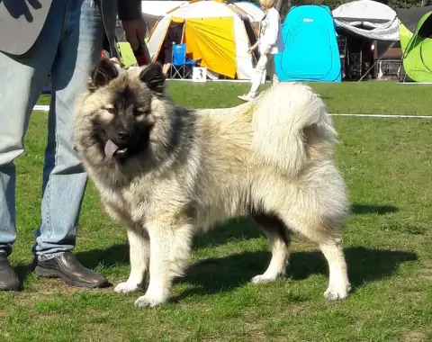 Eurasier  B'Tonka Du Domaine D'Alvheim photo 3