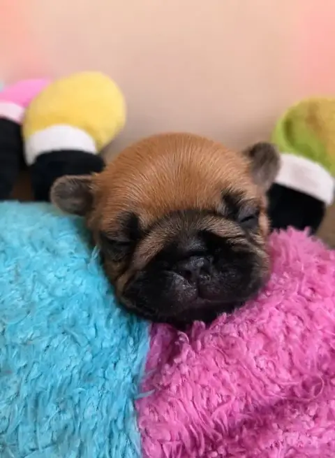 Bouledogue Français  Chiot N°1 De La Riviere De Sunny c1682