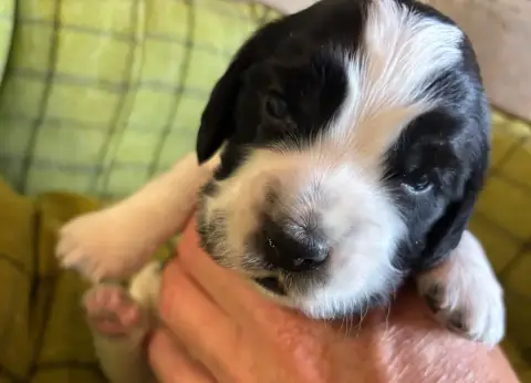 Adopter Cocker Spaniel Anglais  B................. Des Etangs 256c7