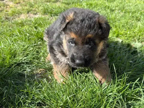Berger Allemand  Chiot N°1 Du Moulin De Madjurie