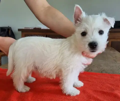 West Highland White Terrier  Chiot N°5 681 Des Hirond f62d6