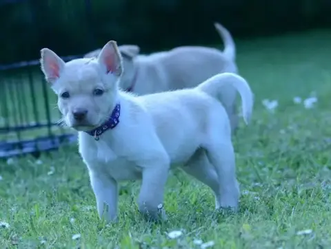 Australian Kelpie  Chiot 9 Gilds-