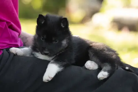 Siberian Husky  Be Dazzled Of Umok'S Dreams photo 2