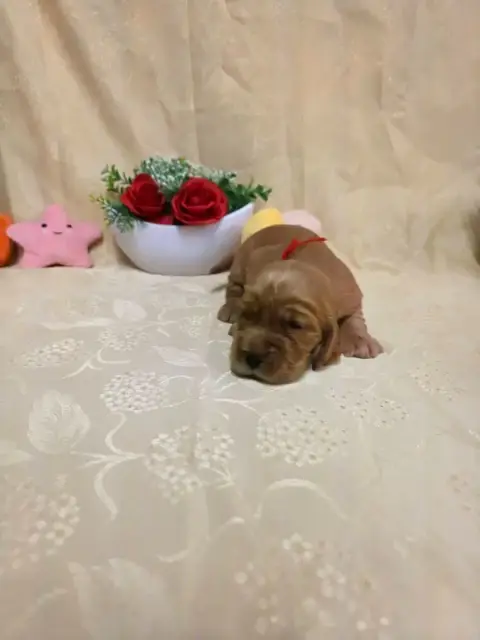 Cocker Spaniel Anglais 
                        B.... b4be5 photo 3
