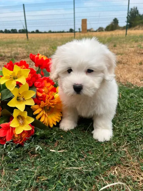 Coton De Tulear 
                        Becky De Jer 91746