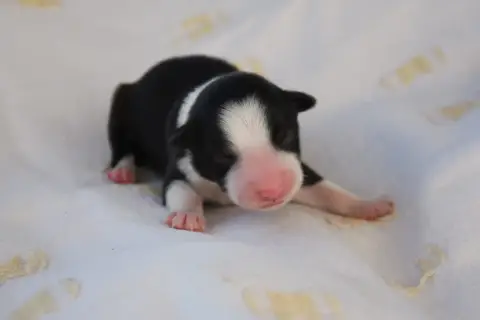 Border Collie